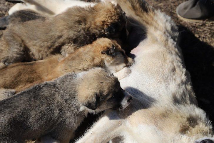 Annesiz kalan 7 yavru köpeği başka bir anne köpek sahiplendi G4