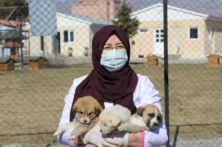 Annesiz kalan 7 yavru köpeği başka bir anne köpek sahiplendi G5