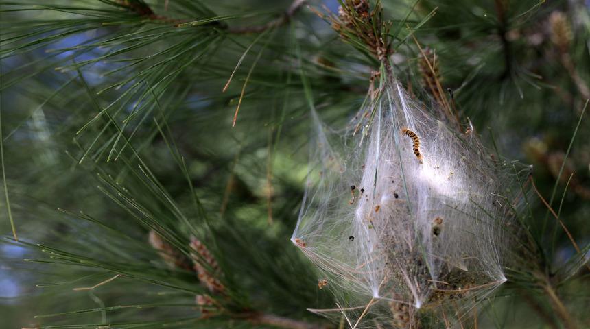 Dikkat çeken uyarı: Çam kese tırtılı hastanelik edebilir