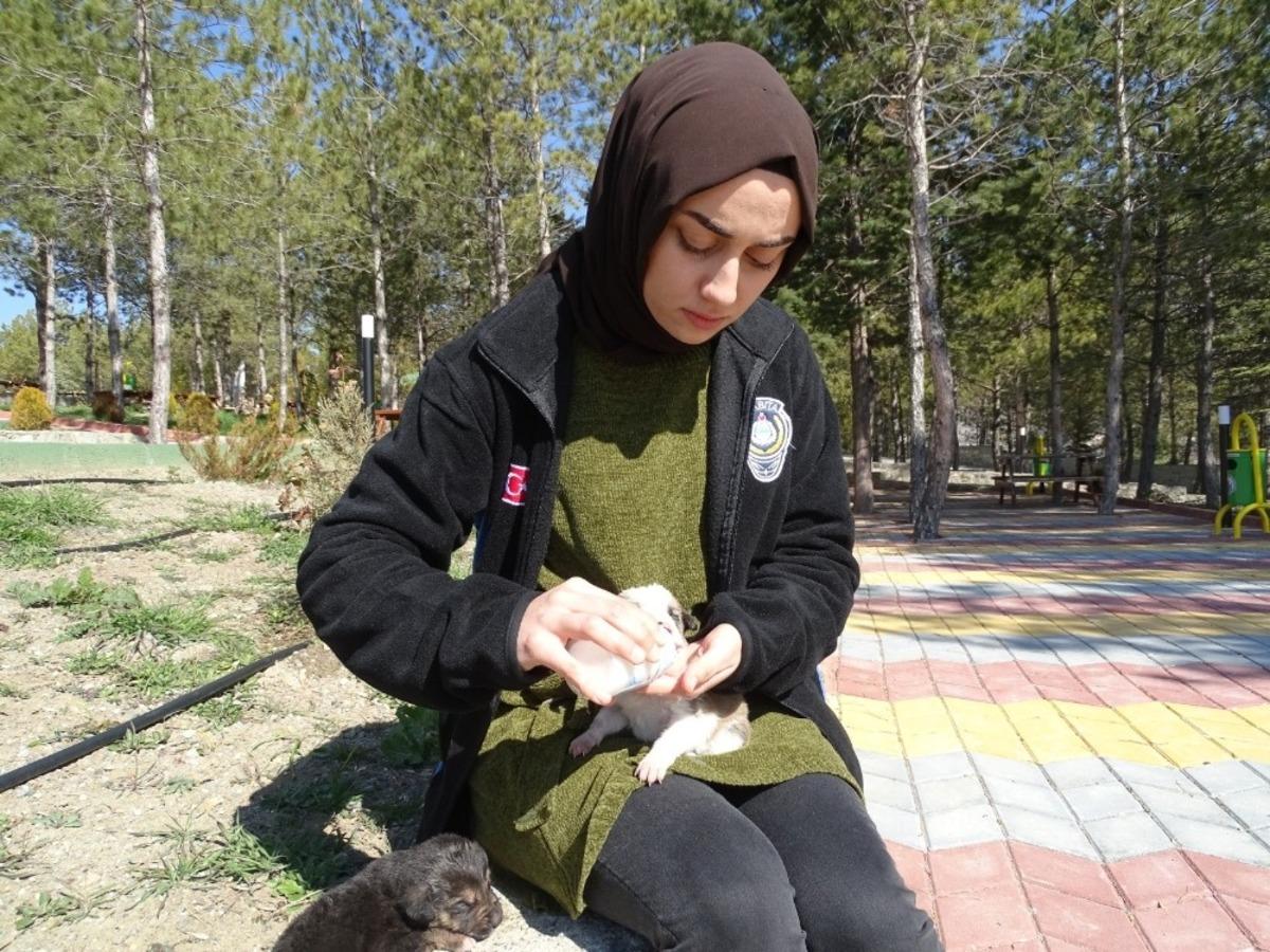 Annesiz yavru k&ouml;peklere belediye sahip &ccedil;ıktı