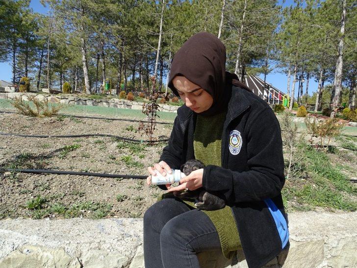 Annesiz yavru köpeklere belediye sahip çıktı G2