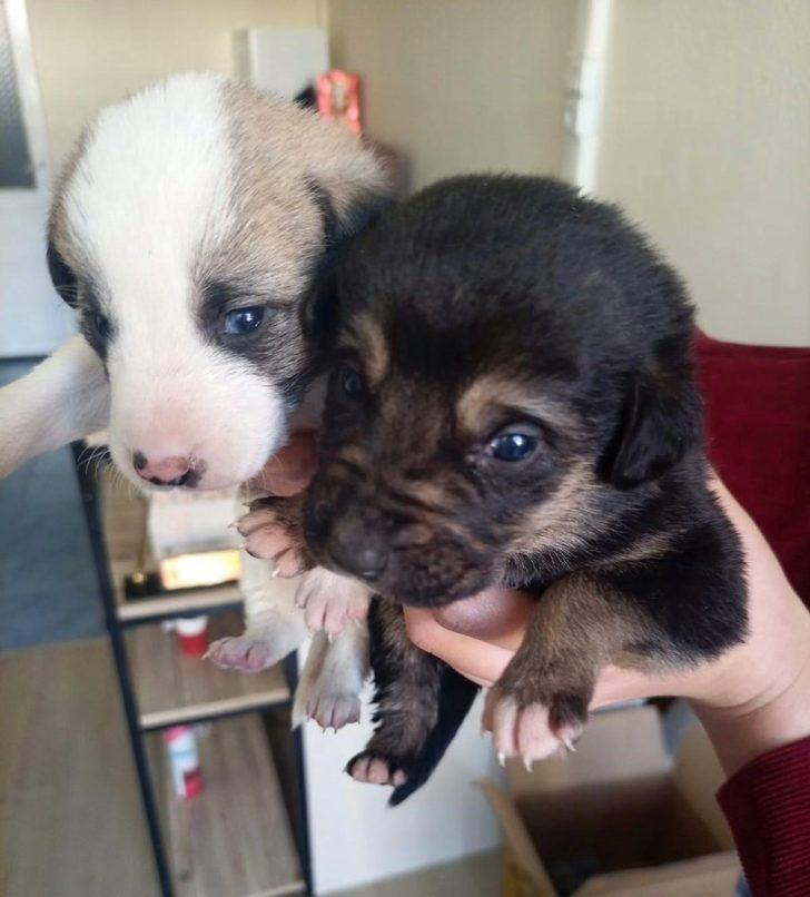 Annesiz yavru köpeklere belediye sahip çıktı G3