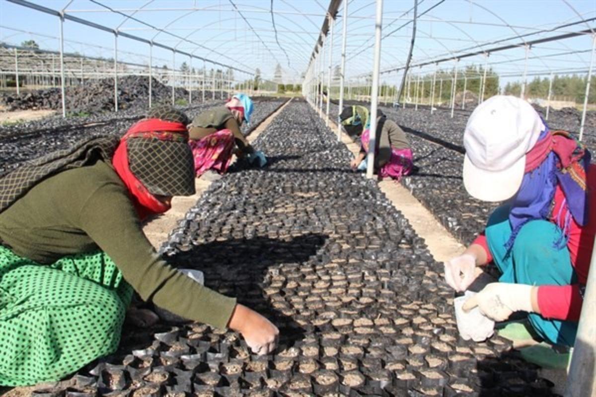 Harnupa talep fidan &uuml;retimini arttırdı