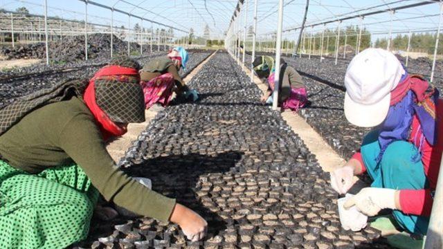 Harnupa talep fidan üretimini arttırdı