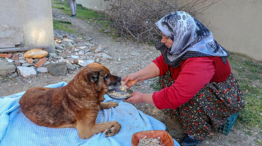 Veterinere götürülen köpeğin vücudunda yüzlerce saçma bulundu