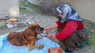 Veterinere götürülen köpeğin vücudunda yüzlerce saçma bulundu