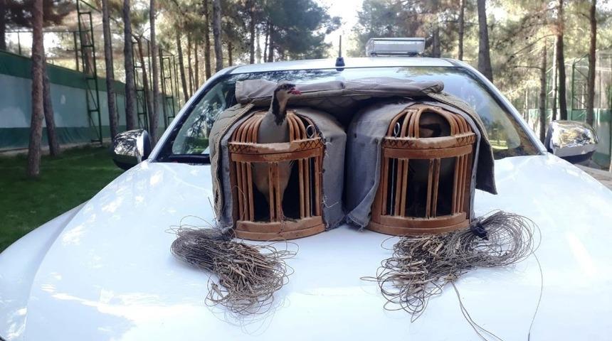 Şanlıurfa’da kaçak keklik avlayan şahıs suçüstü yakalandı