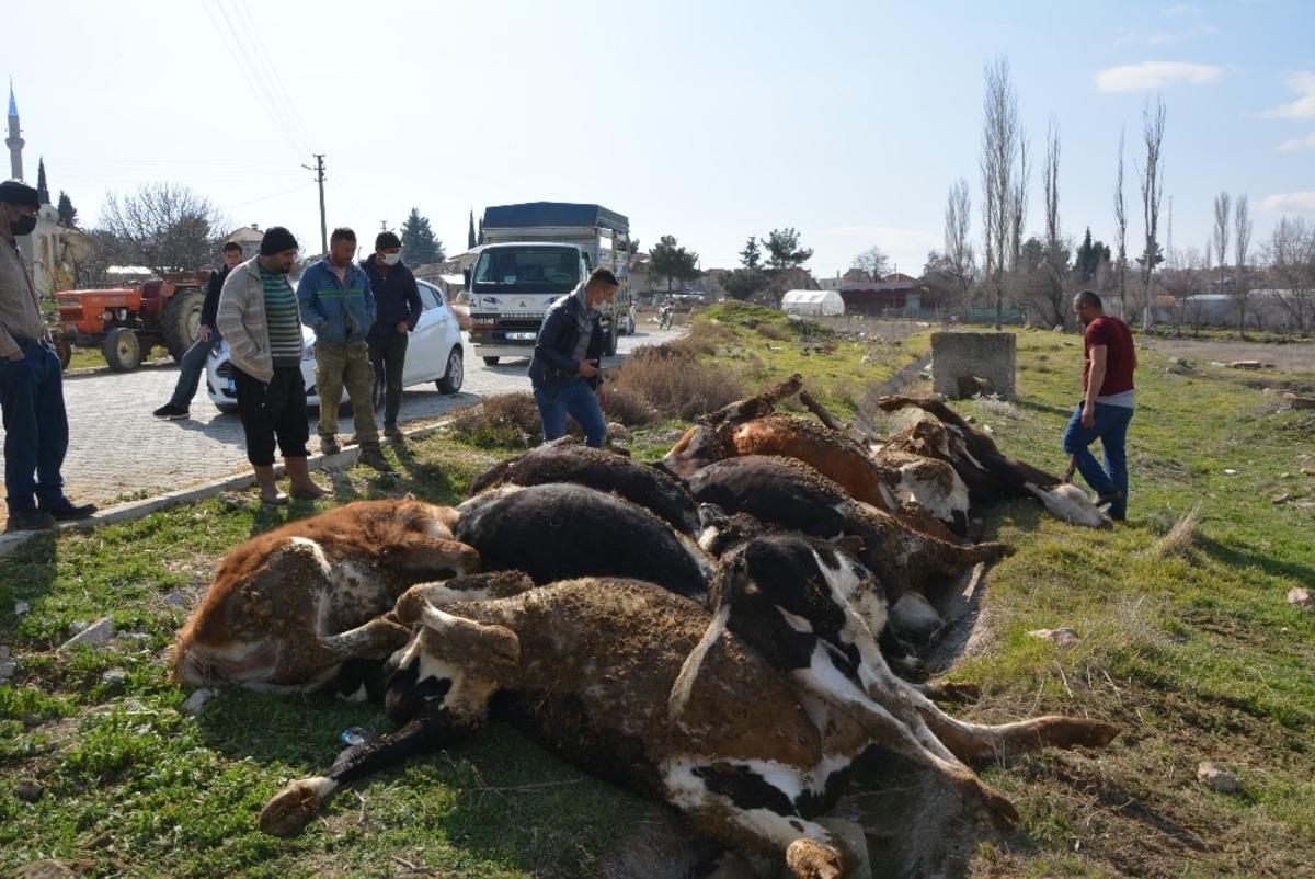 Elektrik akımına kapılan 9 b&uuml;y&uuml;kbaş hayvan telef oldu
