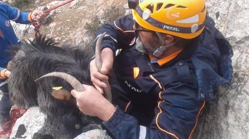 Kayalıklarda mahsur kalan ke&ccedil;iyi AFAD ekipleri kurtardı