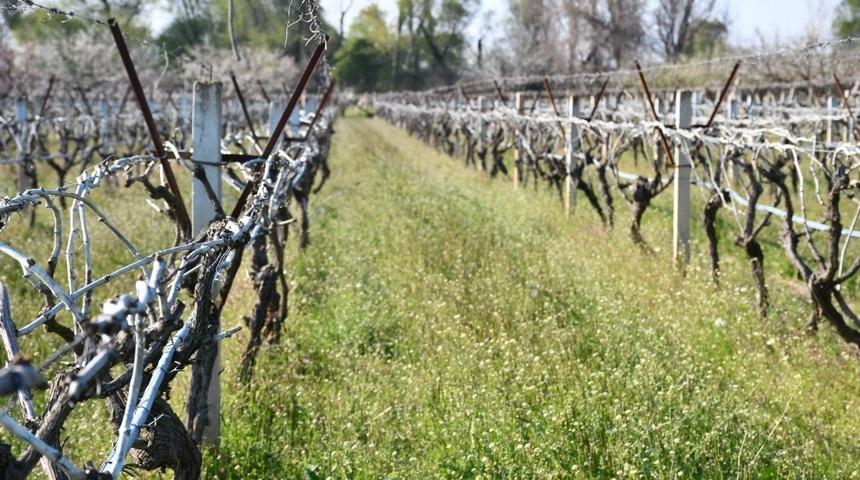 Manisa i&ccedil;in zirai don uyarısı