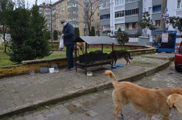 Ordulu çift sokak hayvanlarına duyarsız kalmadı G3