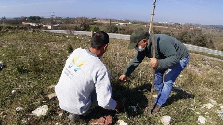 Kuşadası’nda 17 kök ’tülüşah’ korumaya alındı G3