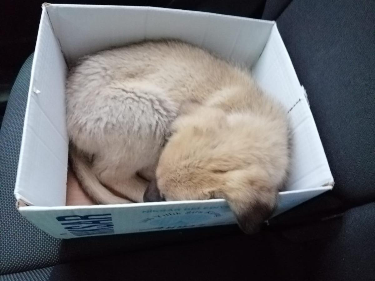 Hırpalanan yavru k&ouml;peğe zabıta şefkati