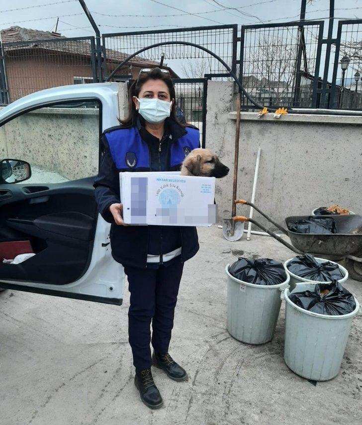 Hırpalanan yavru köpeğe zabıta şefkati G2