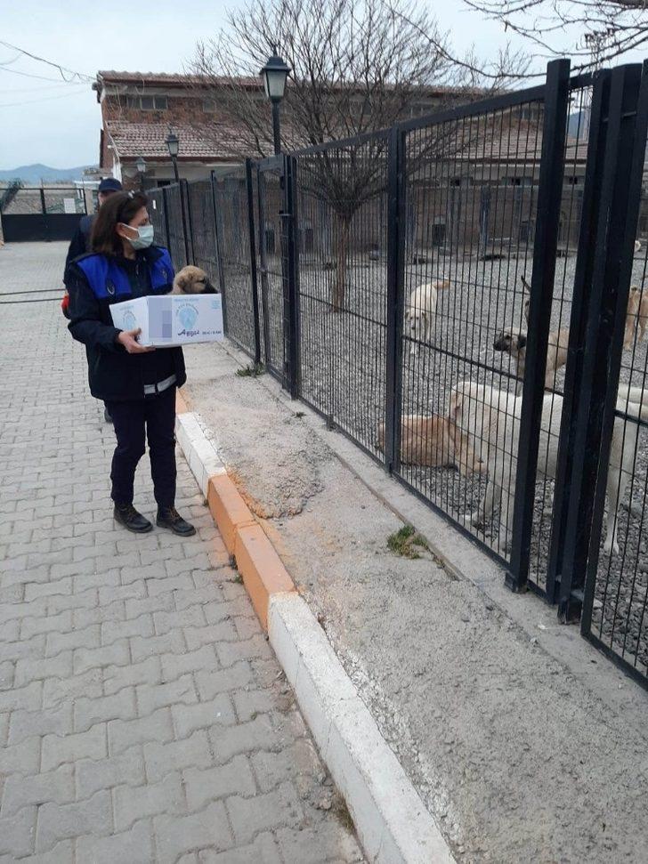 Hırpalanan yavru köpeğe zabıta şefkati G3