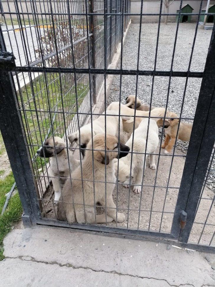 Hırpalanan yavru köpeğe zabıta şefkati G4