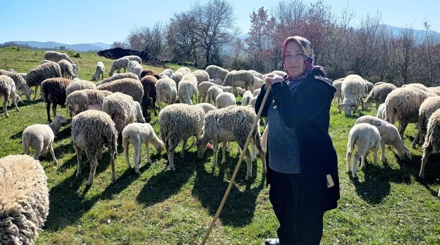 Eşi öldükten sonra çocukları için hayata tutundu! Şimdi 170 hayvanlık sürüye bakıyor
