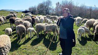 Eşi öldükten sonra çocukları için hayata tutundu! Şimdi 170 hayvanlık sürüye bakıyor
