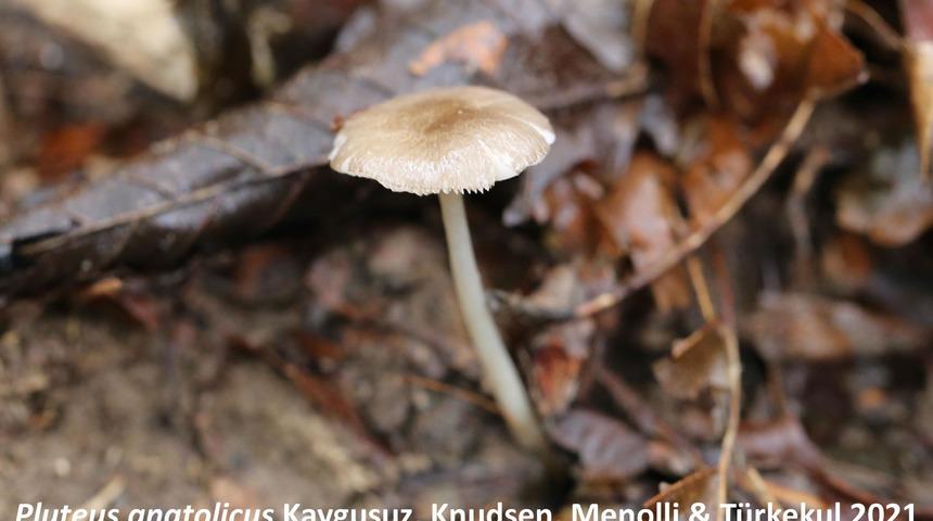 Artvin'de endemik mantar heyecanı! 'Pluteus Anatolicus' yalnızca Türkiye'de yetişiyor!