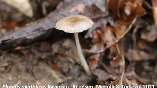 Artvin'de endemik mantar heyecanı! 'Pluteus Anatolicus' yalnızca Türkiye'de yetişiyor!