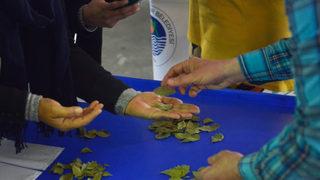 Defne yaprağı ile ev hanımları evden para kazanıyor