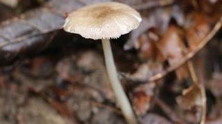 Dünya'da bir ilk! Türkiye'ye özgü, ultra endemik mantar