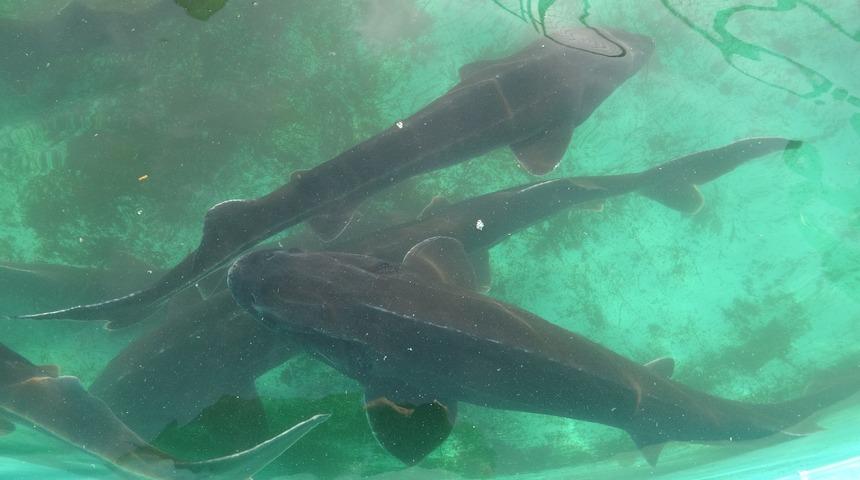 250 milyon yıllık geçmişe sahip! Mersin balığı tehlike altında: 3 türü tükendi, kalanları kırmızı listede