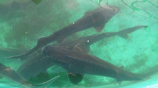 250 milyon yıllık geçmişe sahip! Mersin balığı tehlike altında: 3 türü tükendi, kalanları kırmızı listede