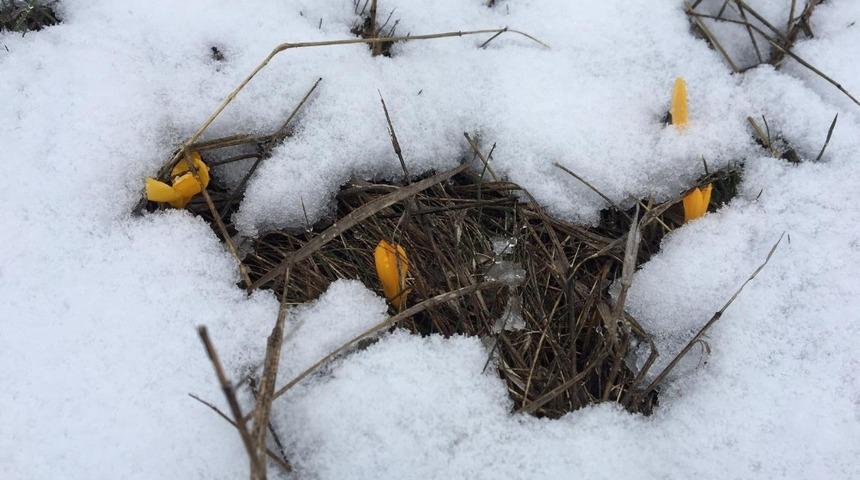 Zirvede a&ccedil;an &Ccedil;iğdemler kar altında kaldı