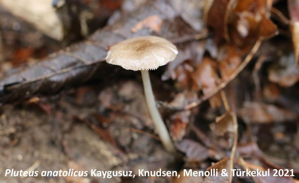 &Ouml;nce Kuşadası&rsquo;nda keşfetmişti,  şimdi Hopa&rsquo;da buldu