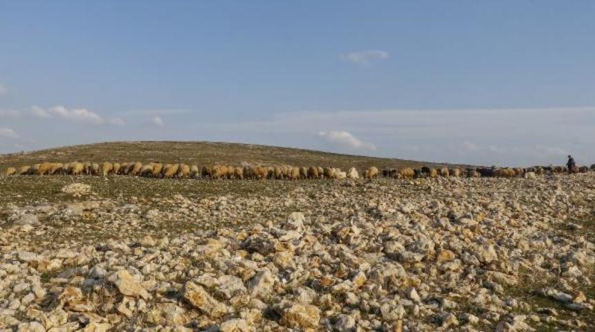 Mardin'de son 20 yılın en kurak dönemi! Besiciler meralarda ot bulmakta zorlanıyor