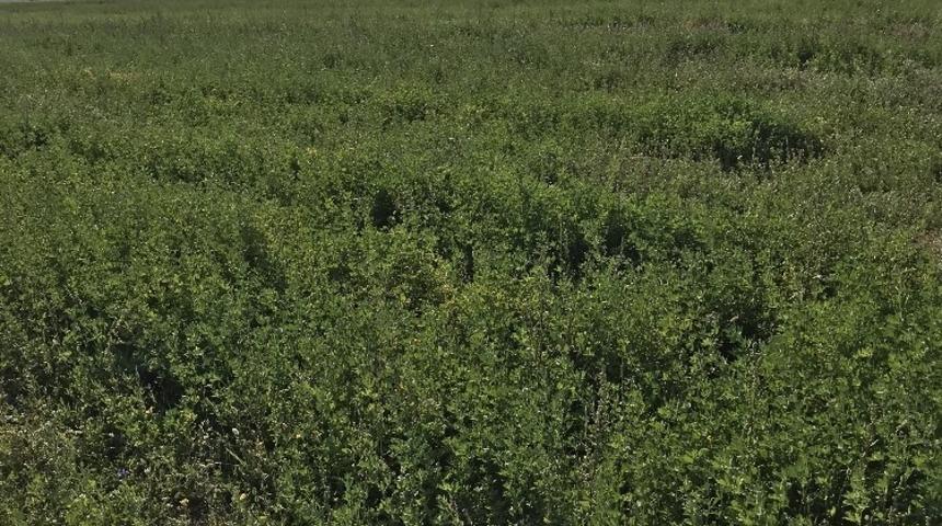 Van&rsquo;da &uuml;reticilere 27 milyon yem bitkileri destekleme &ouml;demesi