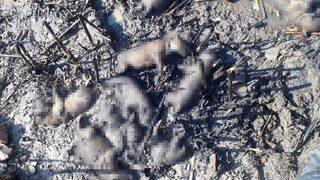 Manisa’da 10 yavru köpek yangında telef oldu