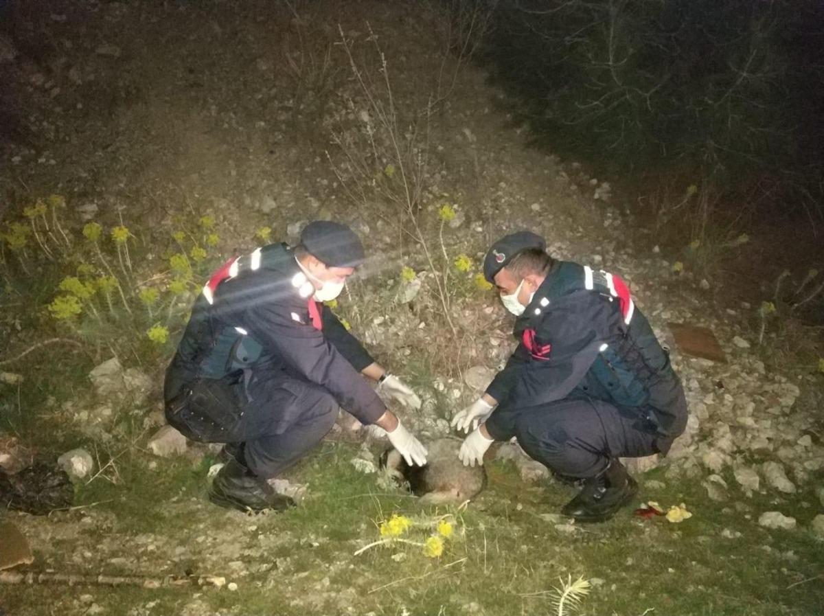 Yaralı porsuğa jandarma eli