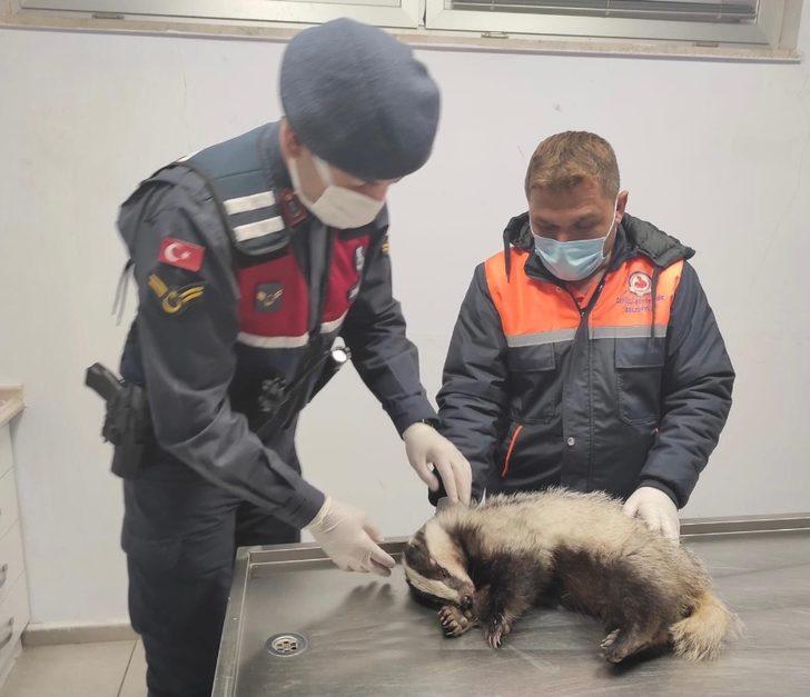 Yaralı porsuğa jandarma eli G2