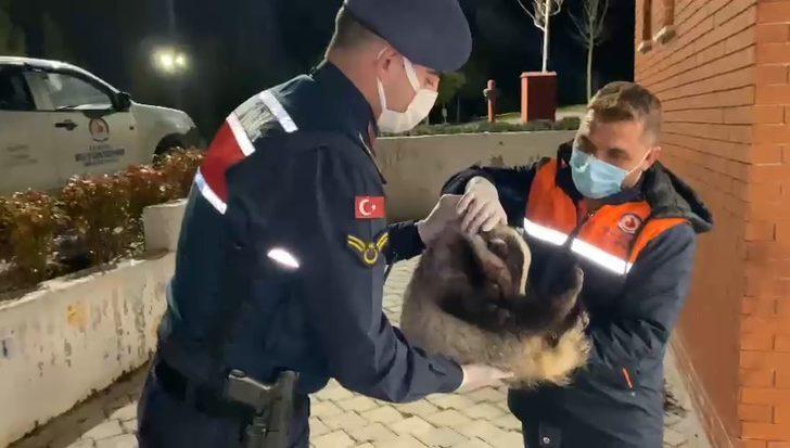 Yaralı porsuğa jandarma eli G3