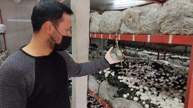 Üniversiteyi bitirip köyüne döndü: Ürettiği mantarlar kapış kapış satılıyor