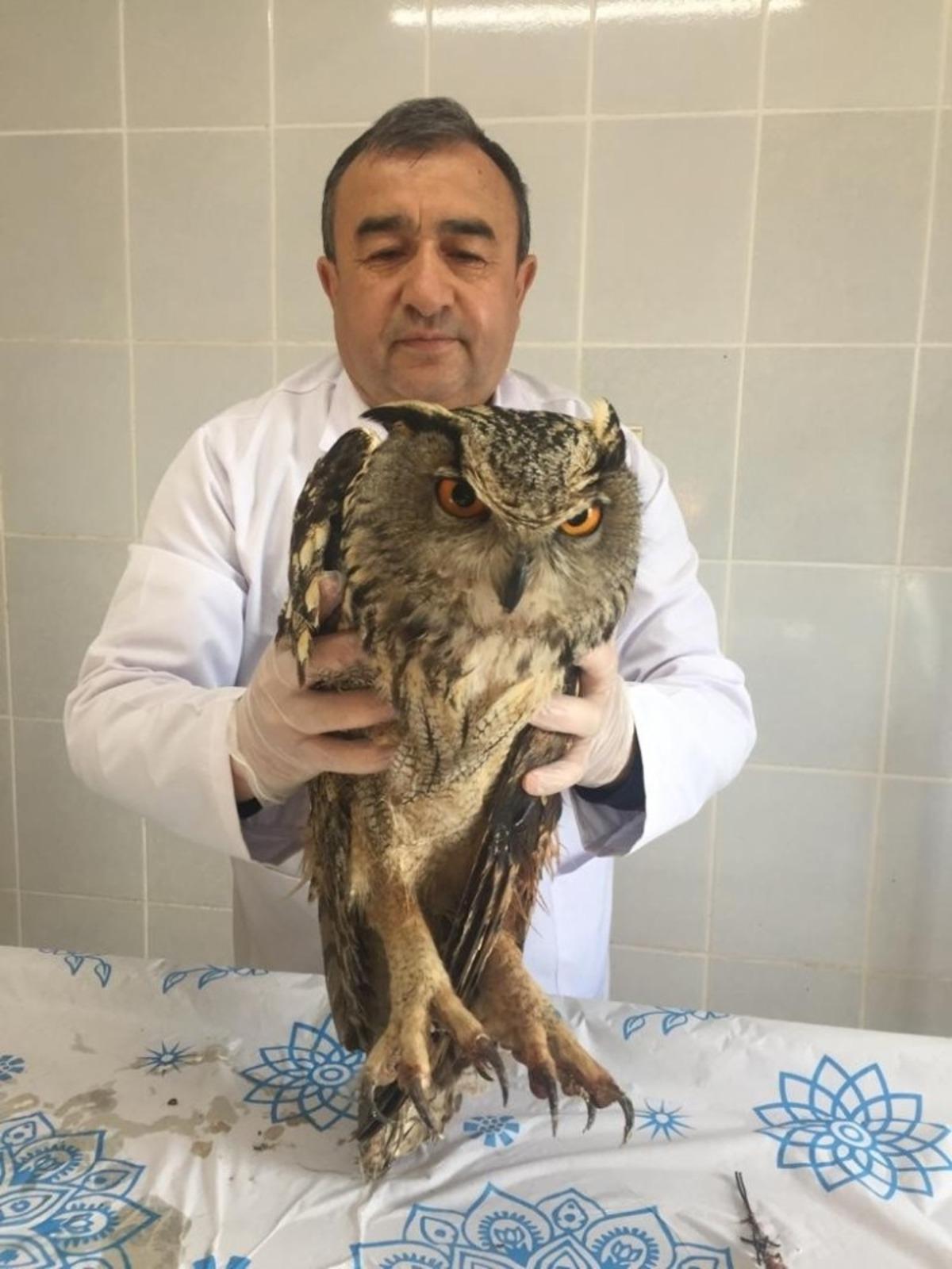 İyileştirilen puhu baykuşu doğaya bırakıldı