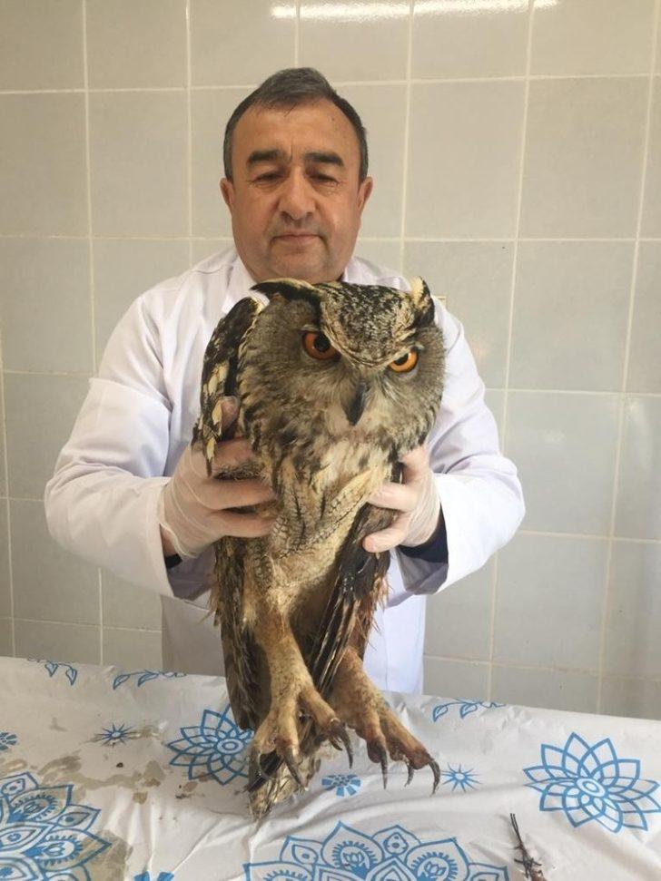 İyileştirilen puhu baykuşu doğaya bırakıldı G1