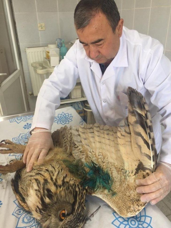 İyileştirilen puhu baykuşu doğaya bırakıldı G2