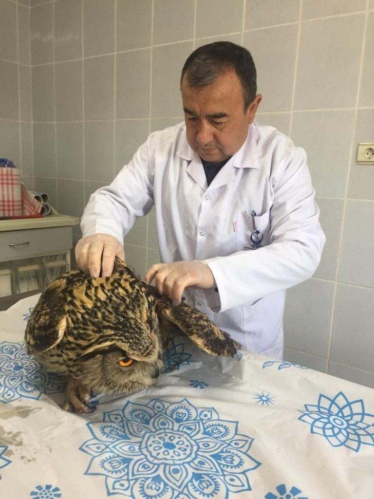 İyileştirilen puhu baykuşu doğaya bırakıldı G3