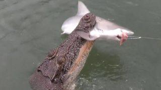 Timsahla balıkçının köpek balığı avı! Kıran kıran mücadelede kazanan bakın kim oldu