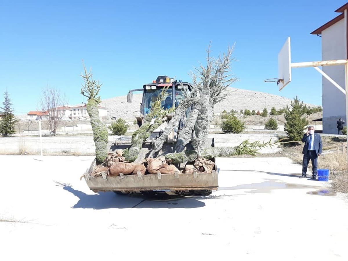 Lise bah&ccedil;esine ağa&ccedil; dikimi