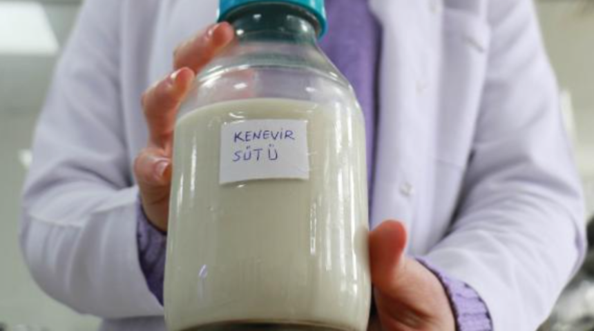 Anavatanı Orta Asya olan kenevirden süt yapıldı! ''İçinde keyif  verici madde yok''