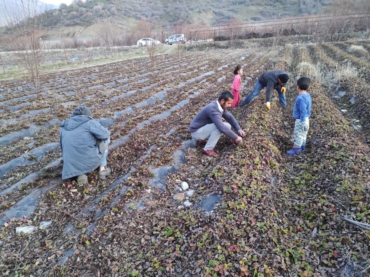 Batman&rsquo;da &ccedil;ilek bah&ccedil;elerinde budama ve temizleme &ccedil;alışmaları başladı