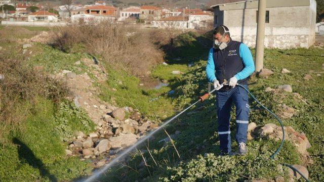 Ayvalık’ta sivrisinekle 365 gün mücadele