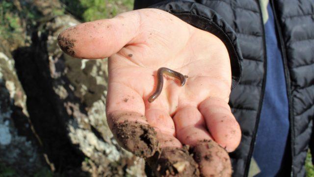 'Ebe Kaya'nın sırrı! Çocuğu olmayanlar kayanın etrafında tur atıp ilk çıkan böceği yiyor