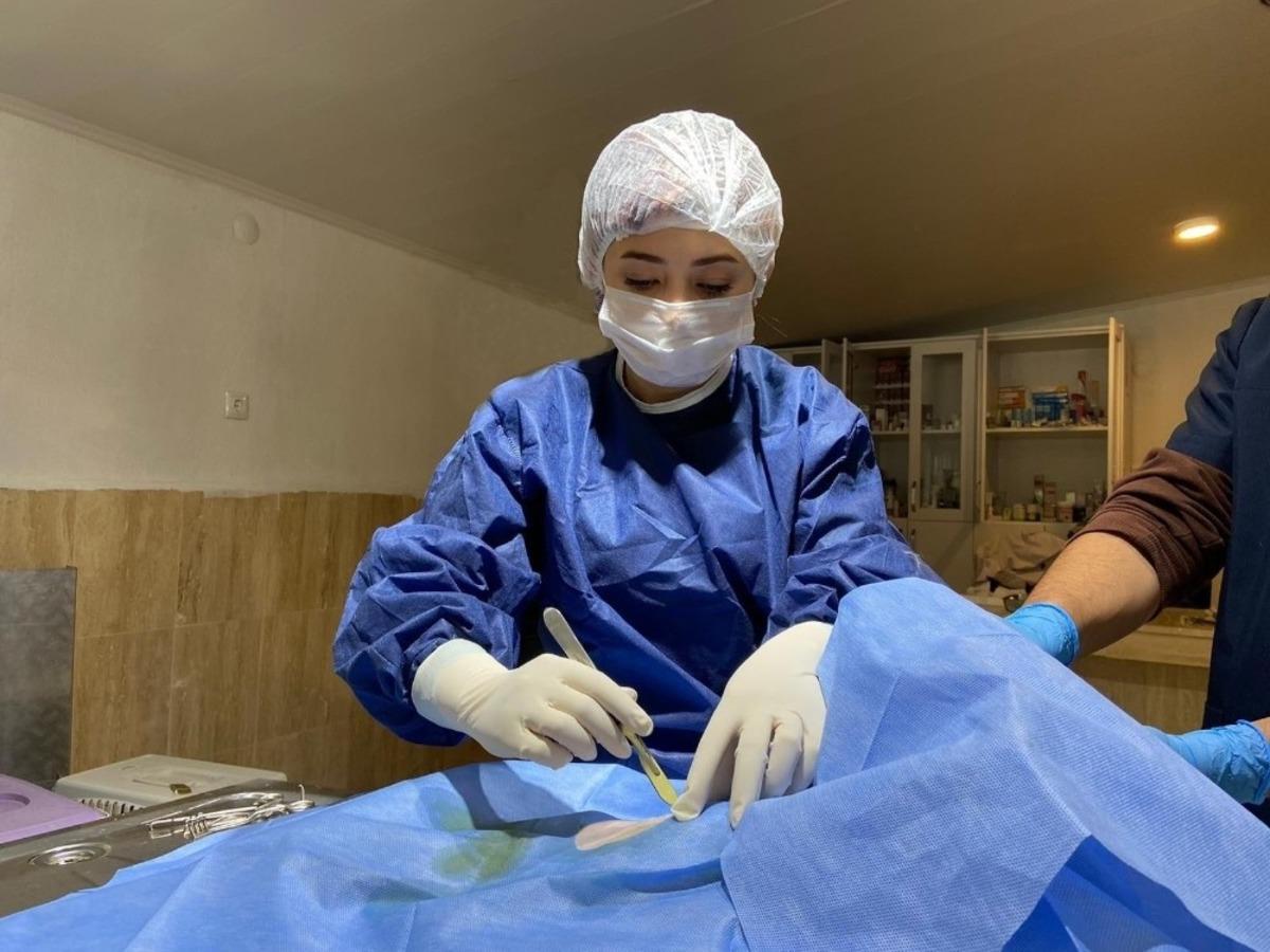 Fıtık teşhisi konulan kedi ameliyat edildi