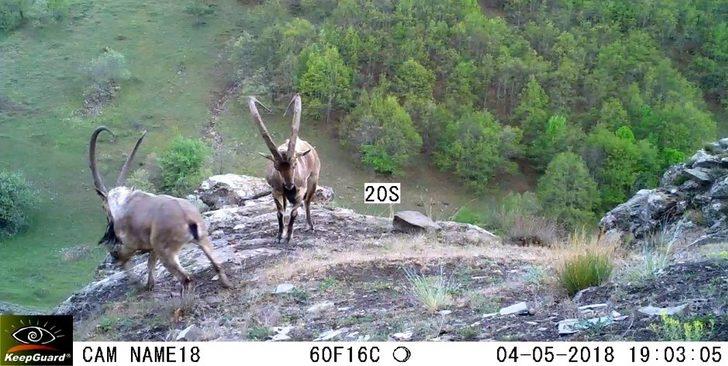 Ordu’da fotokapanlara vaşak ve yaban keçileri takıldı G1