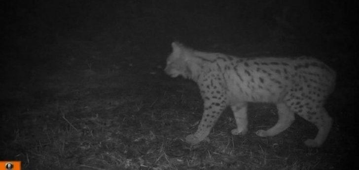 Ordu’da fotokapanlara vaşak ve yaban keçileri takıldı G3